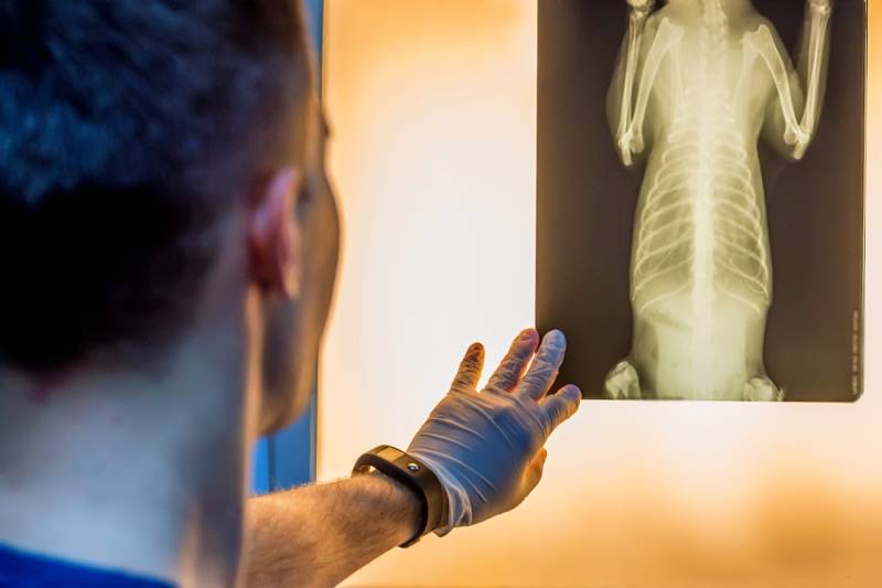 doctor examining pet radiograph