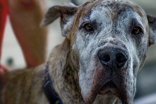 great dane rottweiler mix