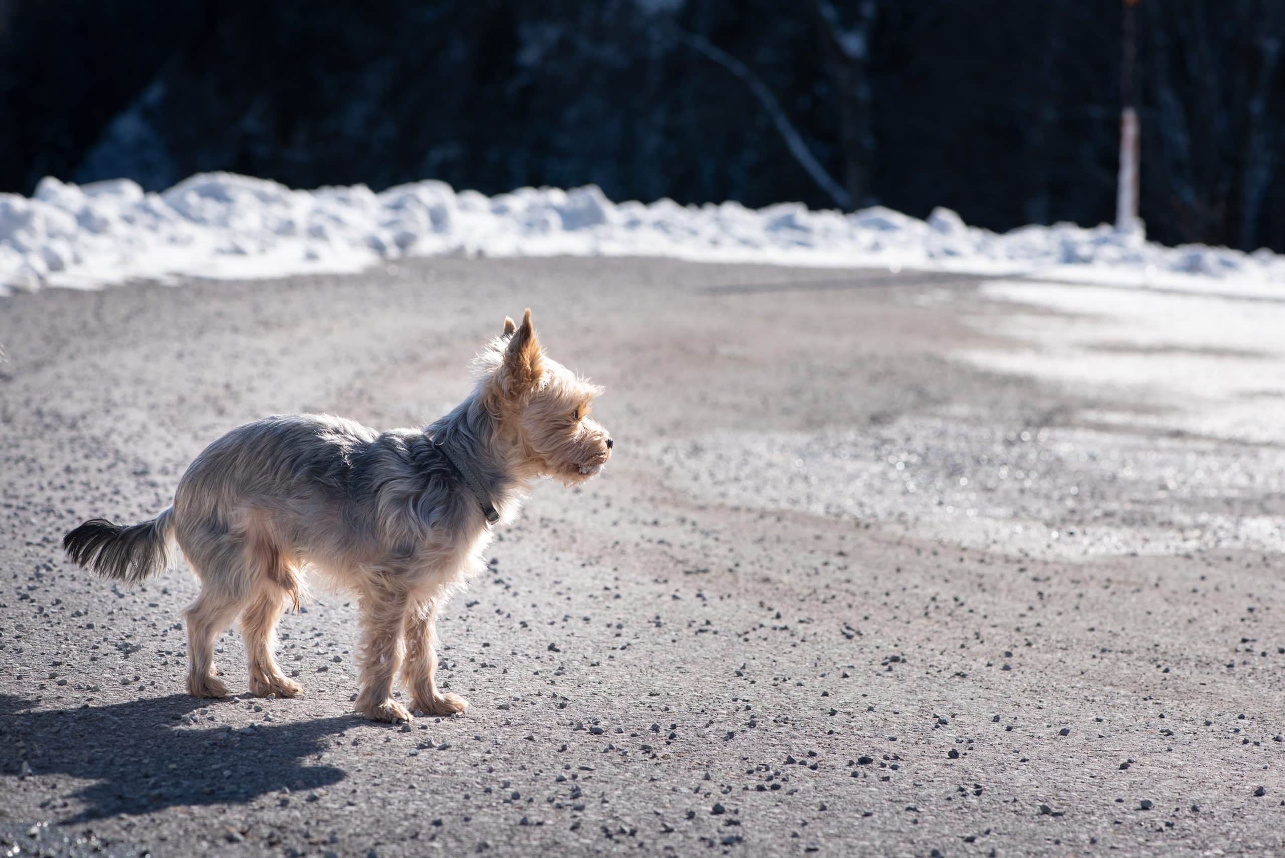 Dog looking lost alone on beach