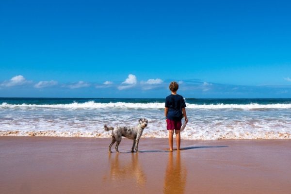 dog and a boy on the beach