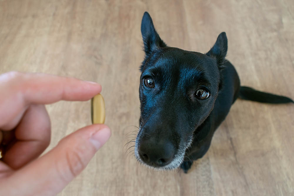 dog and fish oil
