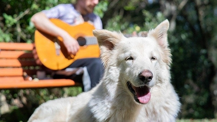 dog and guitar music