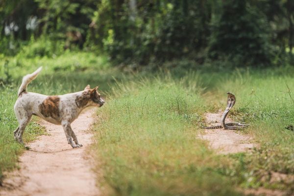 dog and snake