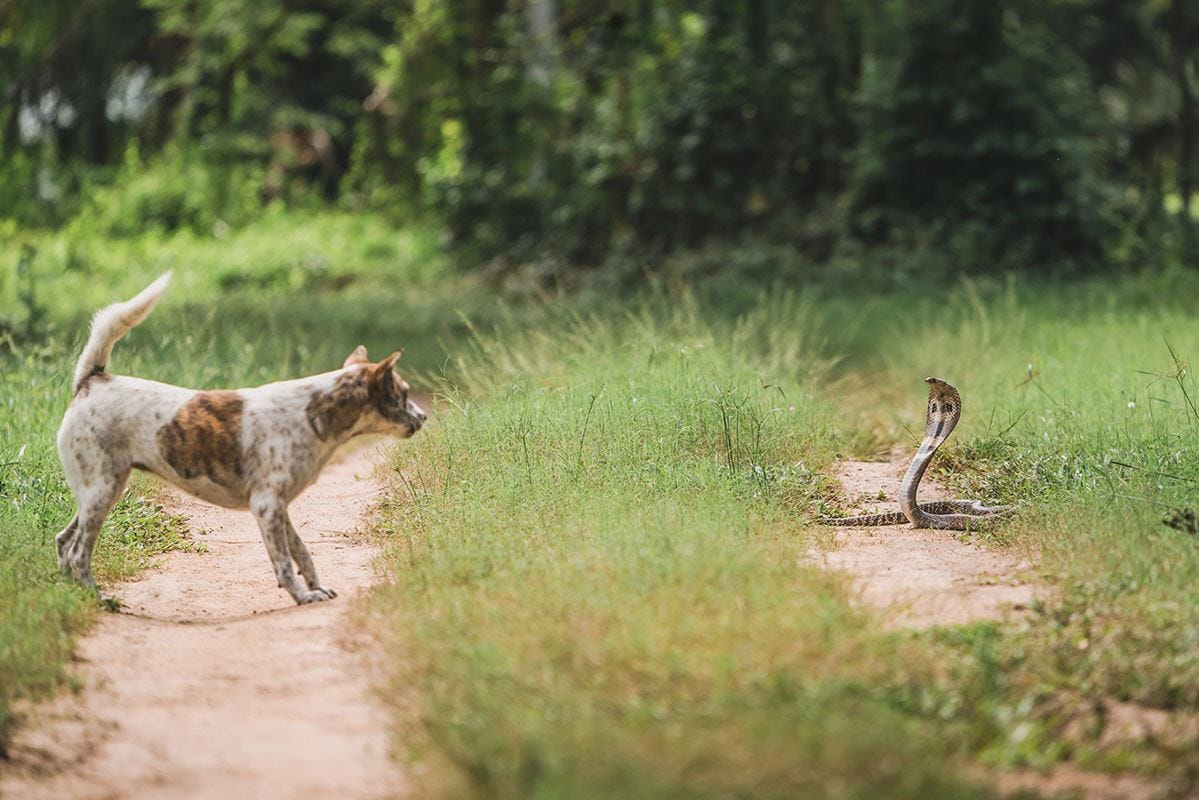 dog and snake