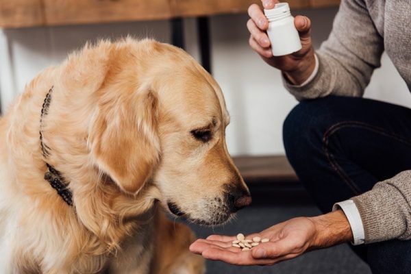 dog medicine