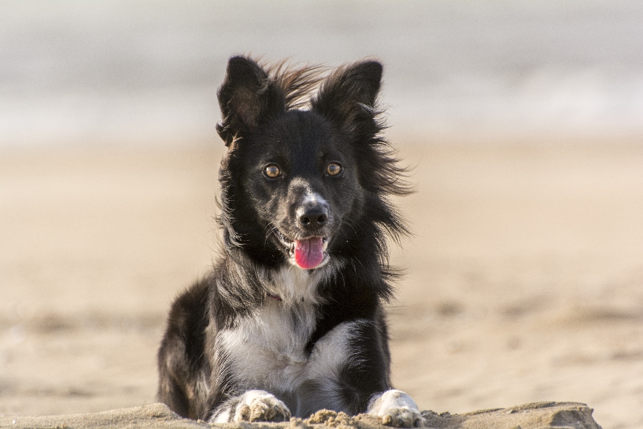 dog at the beach