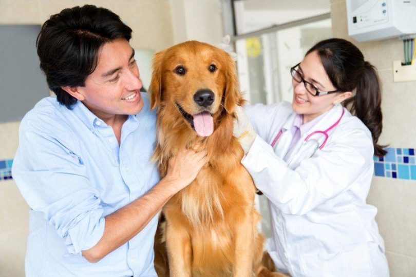 dog at vet_ESB Professional, Shutterstock