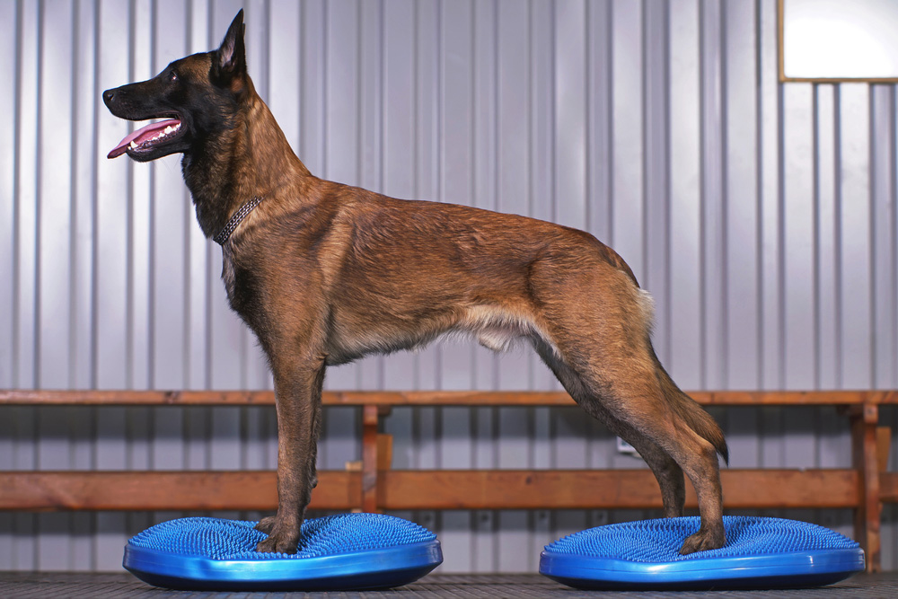 dog balancing on blue discs