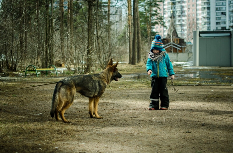 dog barking on kid