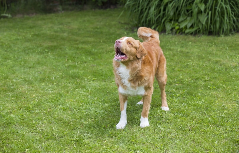 dog barking outdoor