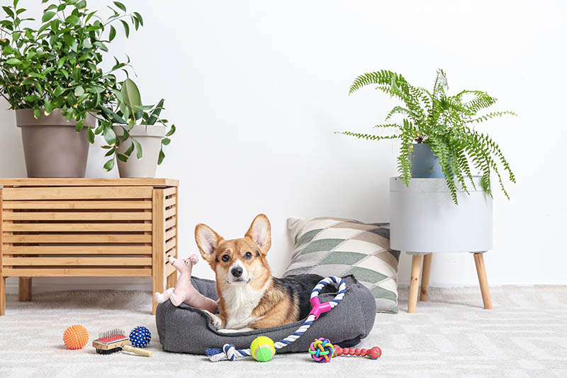 dog bed with toys