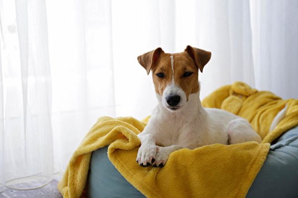 dog bed with yellow blanket