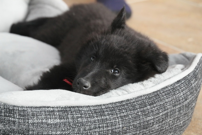 dog bed_MeHe_Pixabay