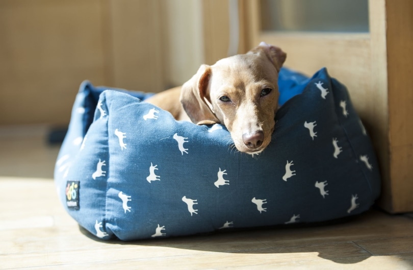 dog bed_Piqsels