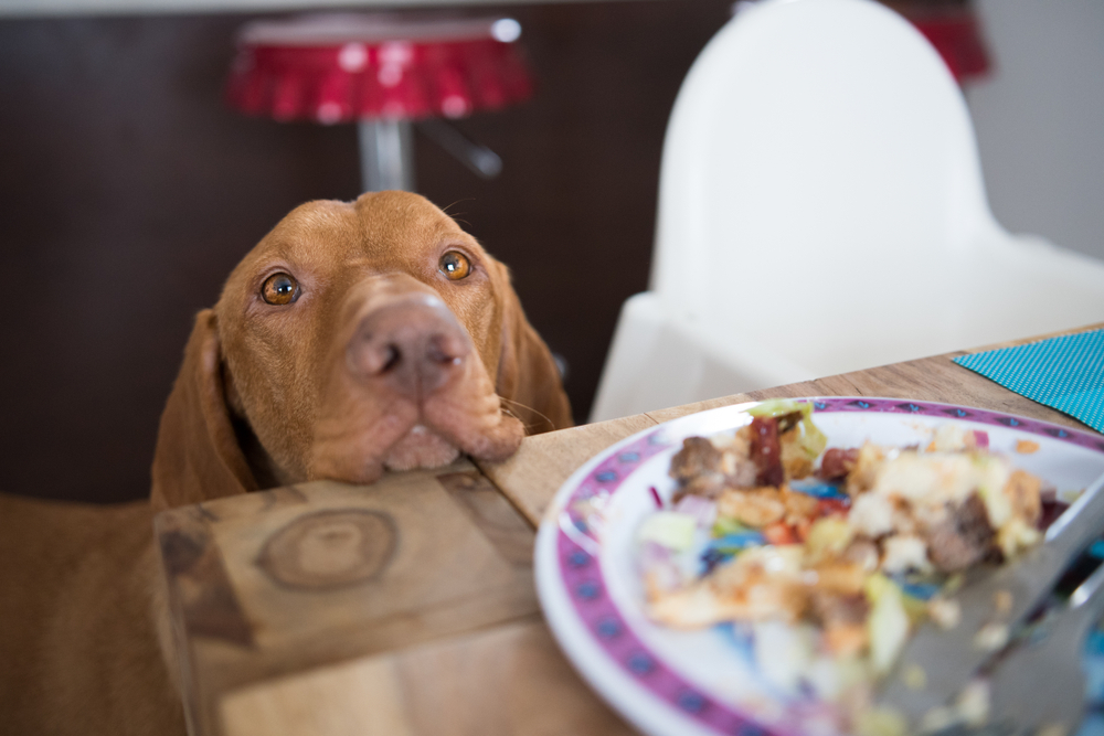 dog begging for food at the kitchen