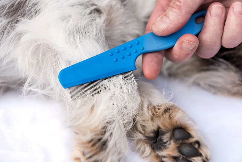 dog being examined for fleas with the flea comb