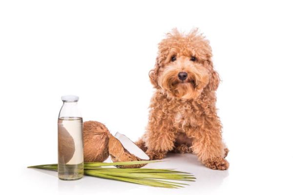 dog beside coconut and oil in isolated white background