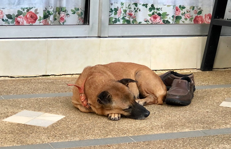 dog beside shoe