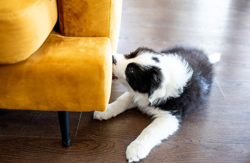 dog biting furniture