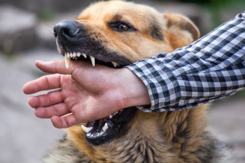 dog biting man's hand