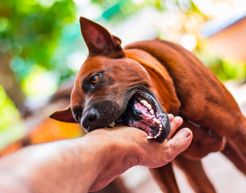dog biting owner's foot