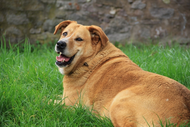 dog bloated stomach_Piqsels
