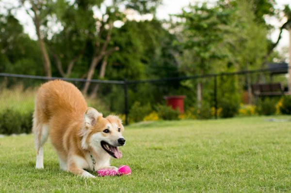 dog bowing on grass outside