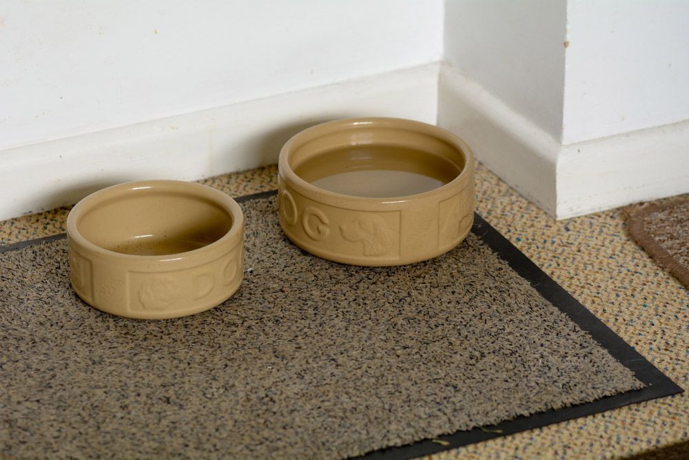 dog bowls on mat at home
