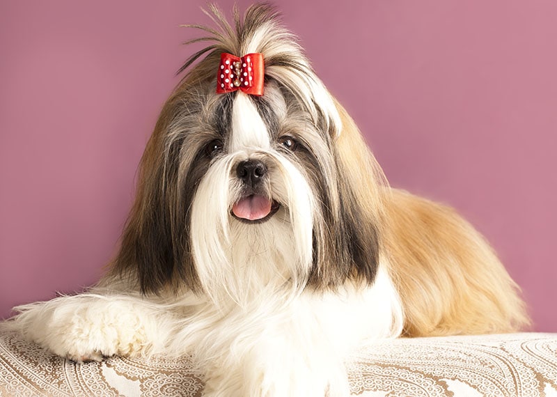 dog breeds shih tzu