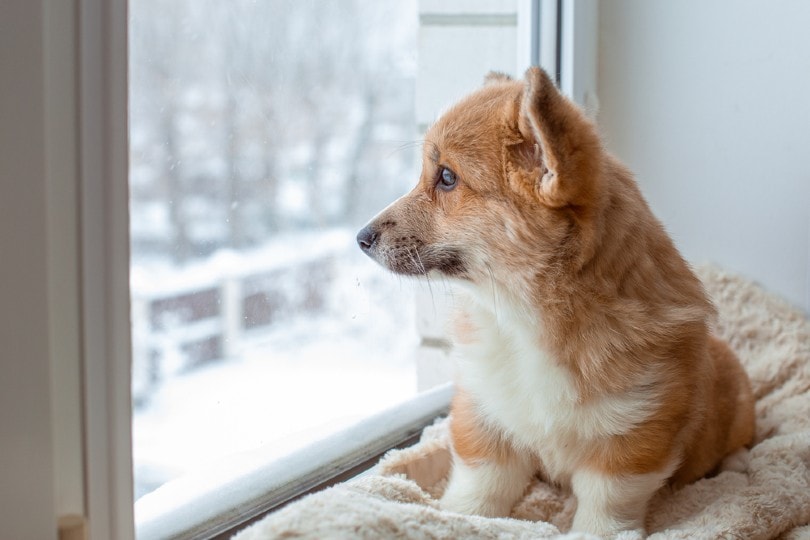 dog by the window