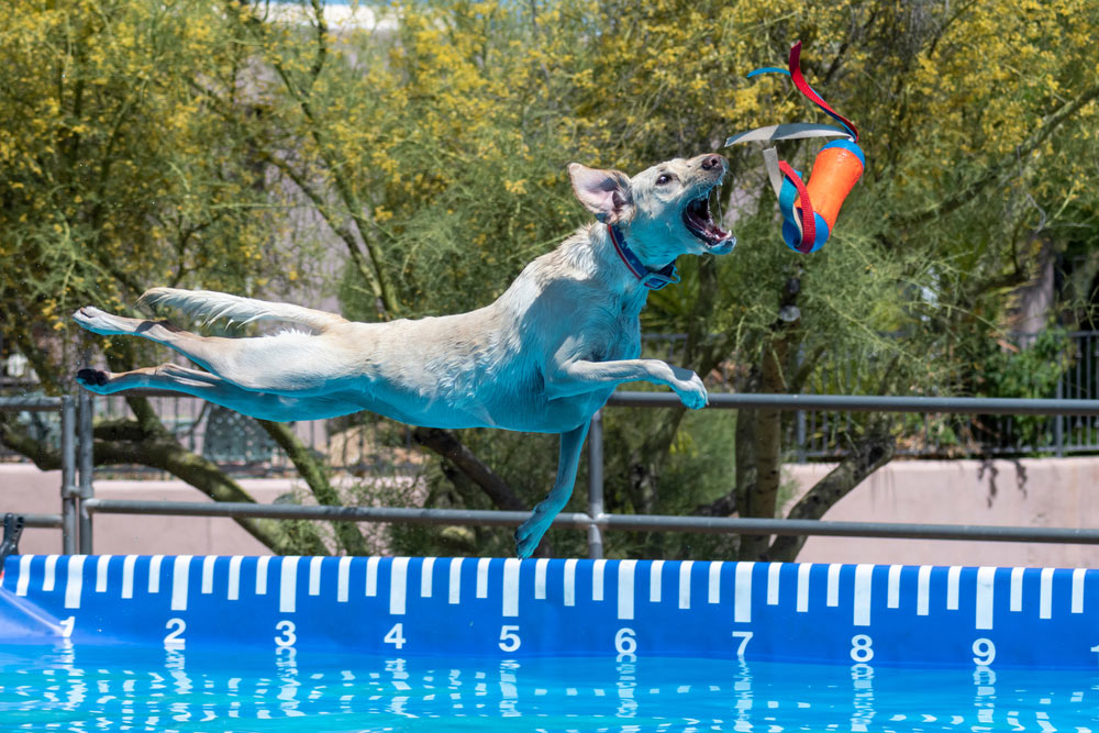 dog catching the lure in the air in dock diving competition