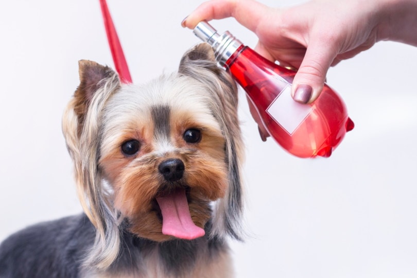 dog conditioner_lev.studio_Shutterstock