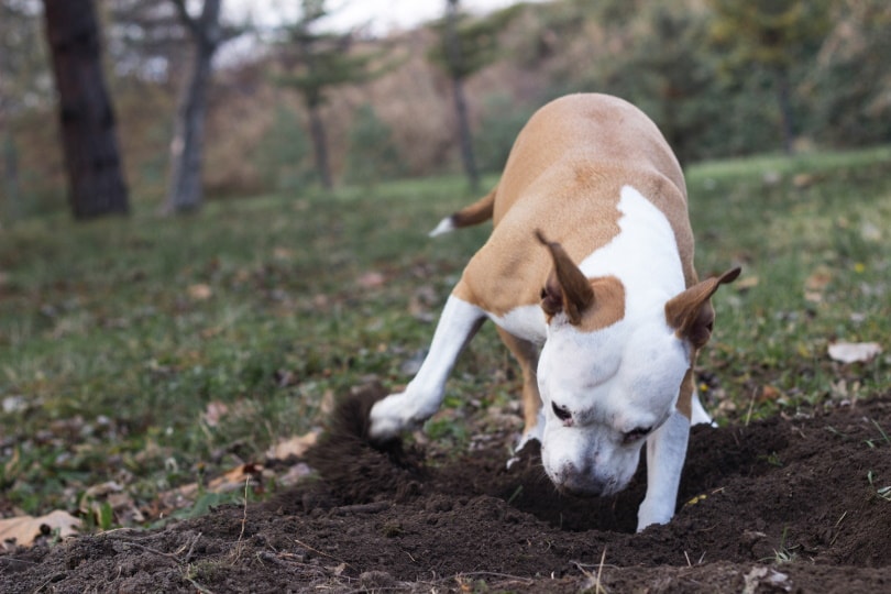 dog dig a hole