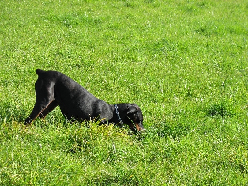 dog-digging-pixabay