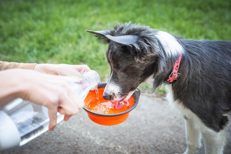 dog-drinking-water-from-bowl