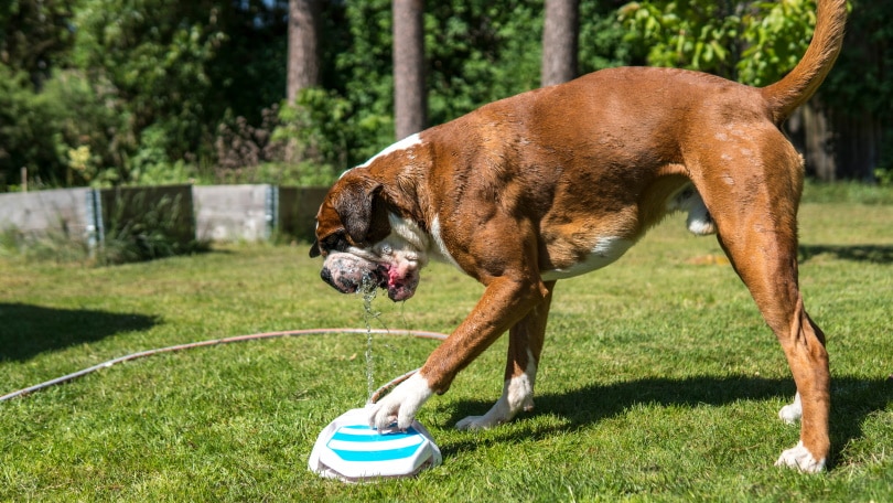 dog drinking water