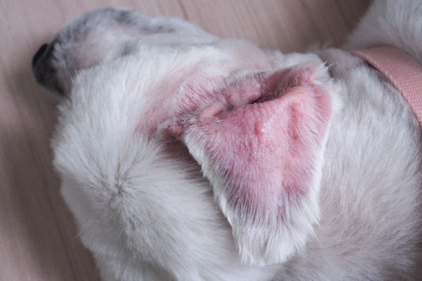 dog ear hematoma