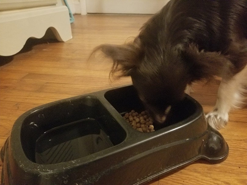 dog eating a Ketona chicken recipe dog food from a black bowl