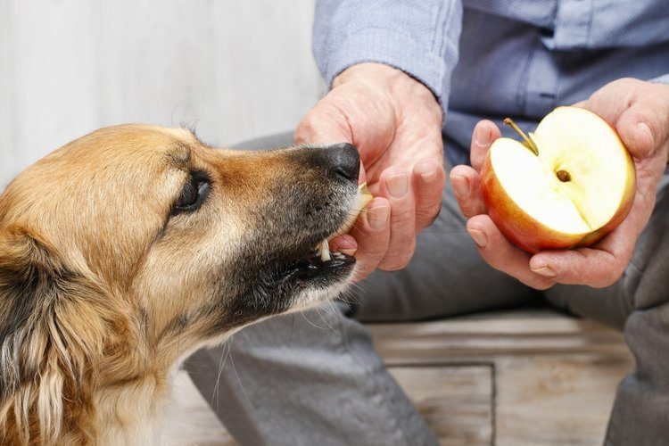 dog eating apple