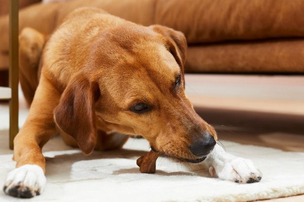 dog eating bone