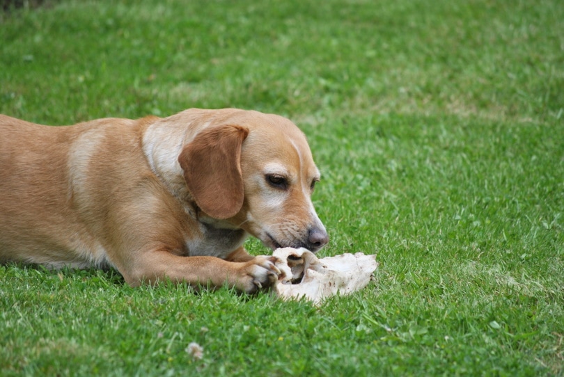 dog eating bone