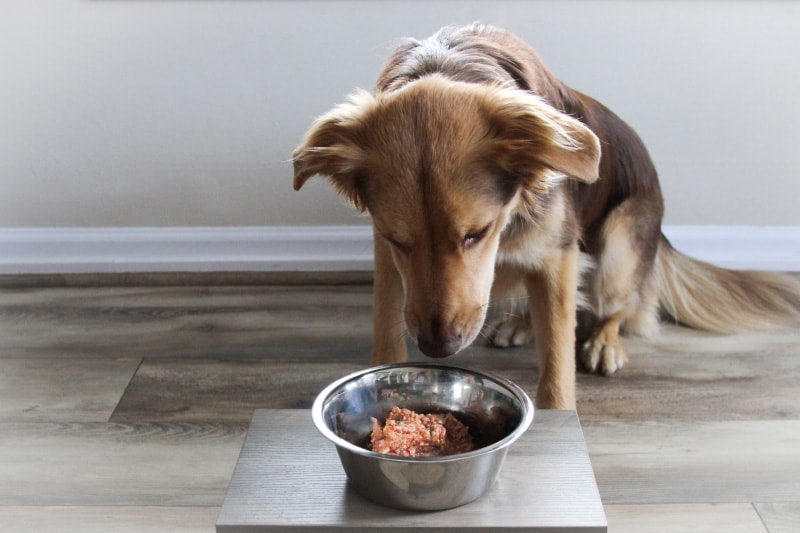 dog eating darwin's raw food
