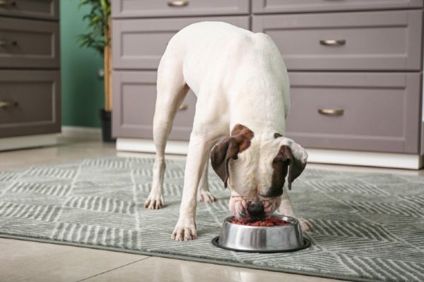 dog eating from bowl in kitchen