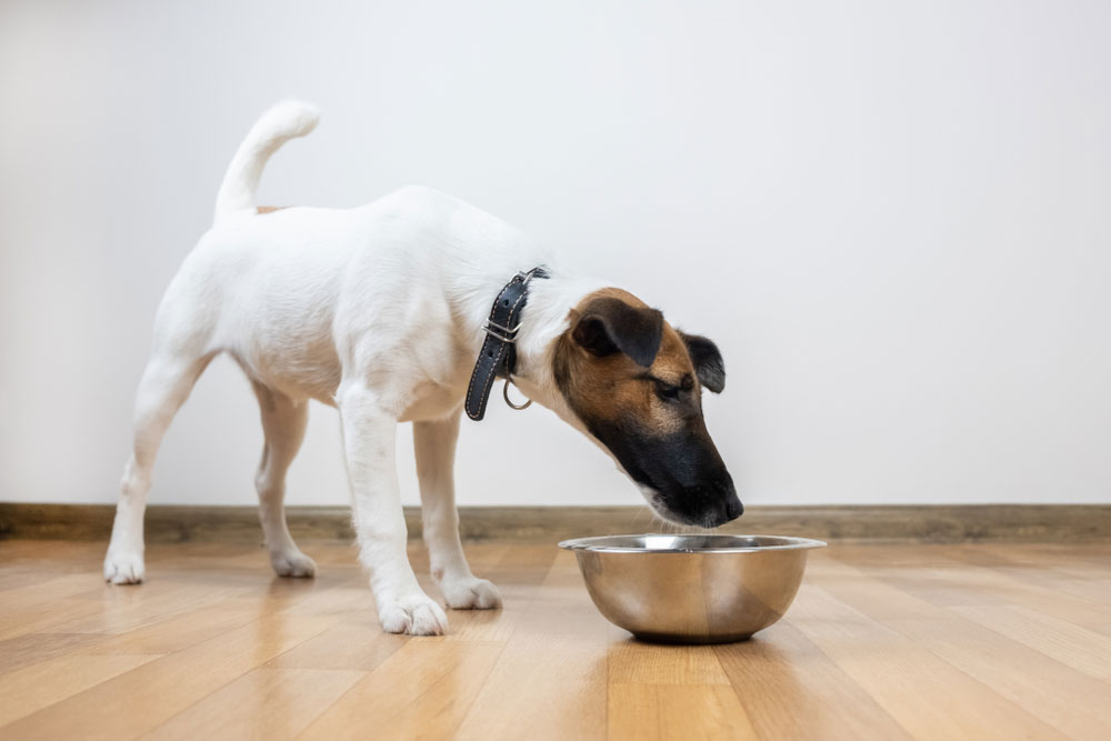 dog eating or drinking from feeding bowl