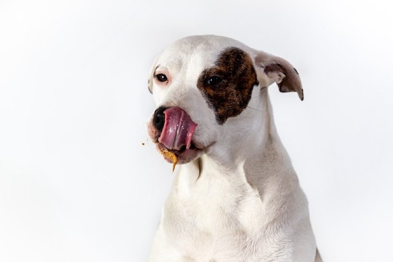 dog eating peanut butter