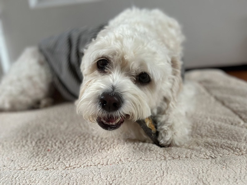 dog eating the honest kitchen ocean chews
