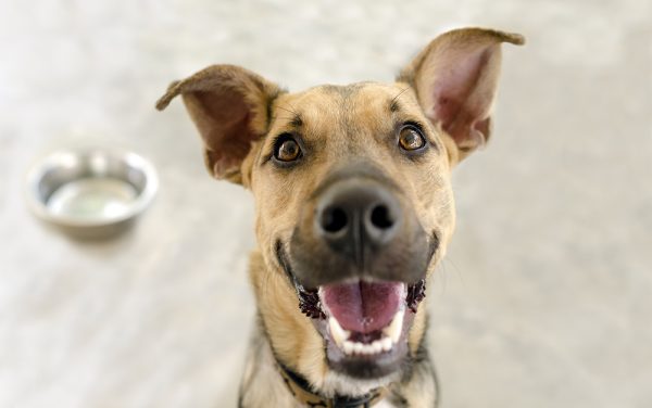 dog excited to eat
