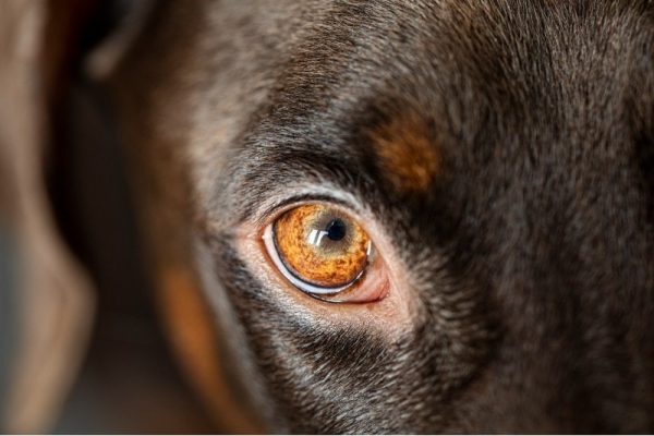 dog-eyelid-closeup-shot