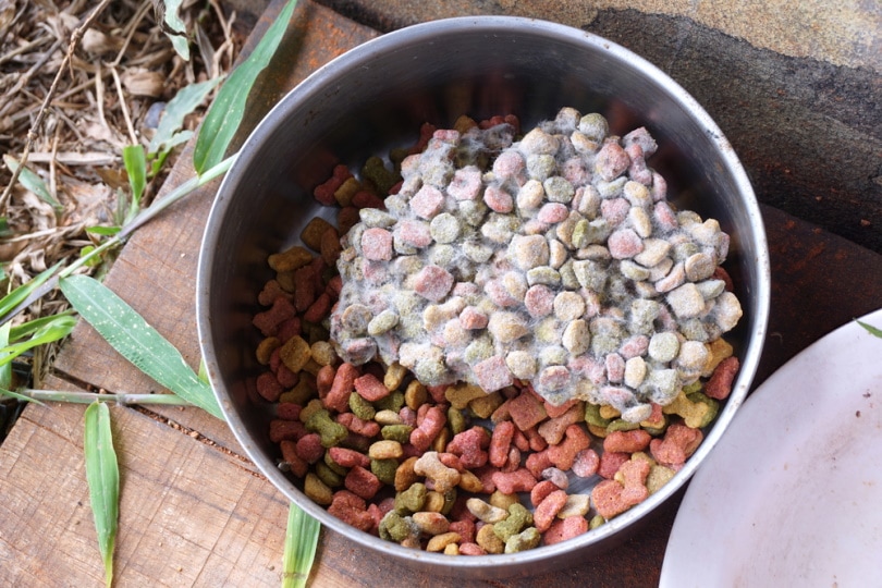 dog food with molds