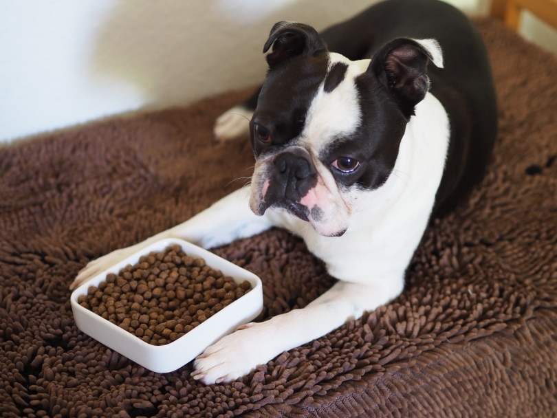 dog food_Jaja Fekiacova_Shutterstock